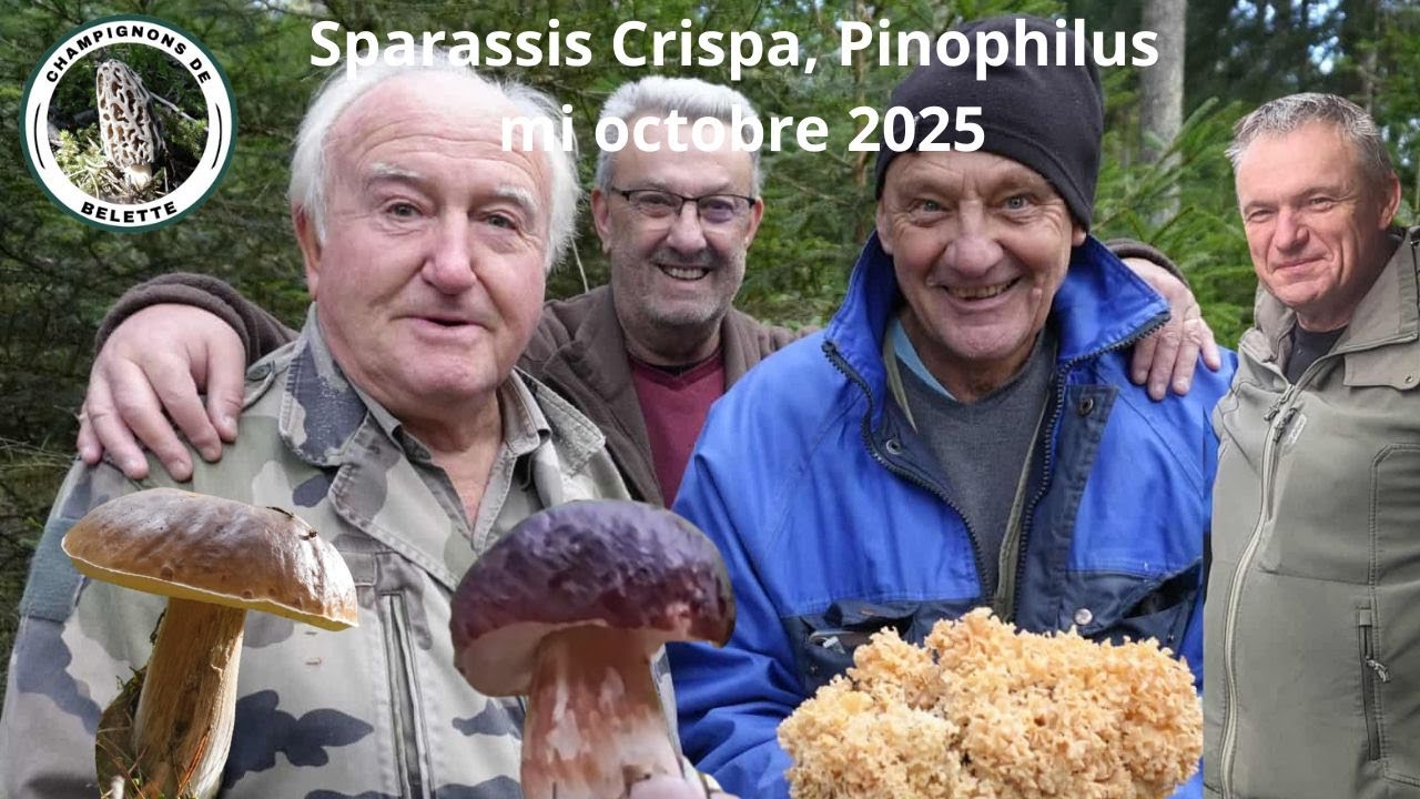 𝗦𝗣𝗔𝗥𝗔𝗦𝗦𝗜𝗦 𝗖𝗥𝗜𝗦𝗣𝗔, 𝗣𝗜𝗡𝗢𝗣𝗛𝗜𝗟𝗨𝗦 𝗩𝗼𝘀𝗴𝗲𝘀 𝗺𝗶 𝗼𝗰𝘁𝗼𝗯𝗿𝗲 𝟮𝟬𝟮𝟱 🌲🍄‍🟫🌲#mushroom #champignons #fungi #foret