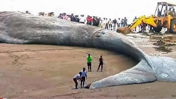 TOP 10 BIGGEST CATCHES OF ALL TIME