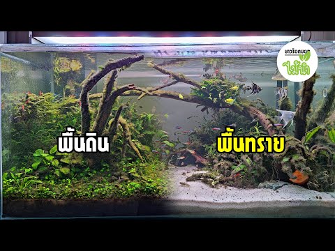 เปลี่ยนพื้นดินเป็นพื้นทราย เพื่อให้ตู้ดูสว่างขึ้น | ชาวร็อคบอกไม้น้ำ