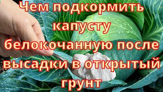 Чем подкормить капусту белокочанную после высадки в открытый грунт