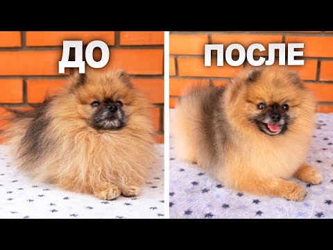 Как стричь шпица в домашних условиях видео на русском языке бесплатно