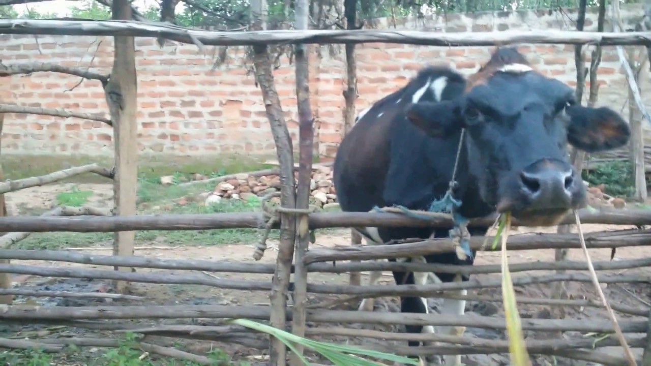 Cows feeding in Western Kenya (Vihiga)