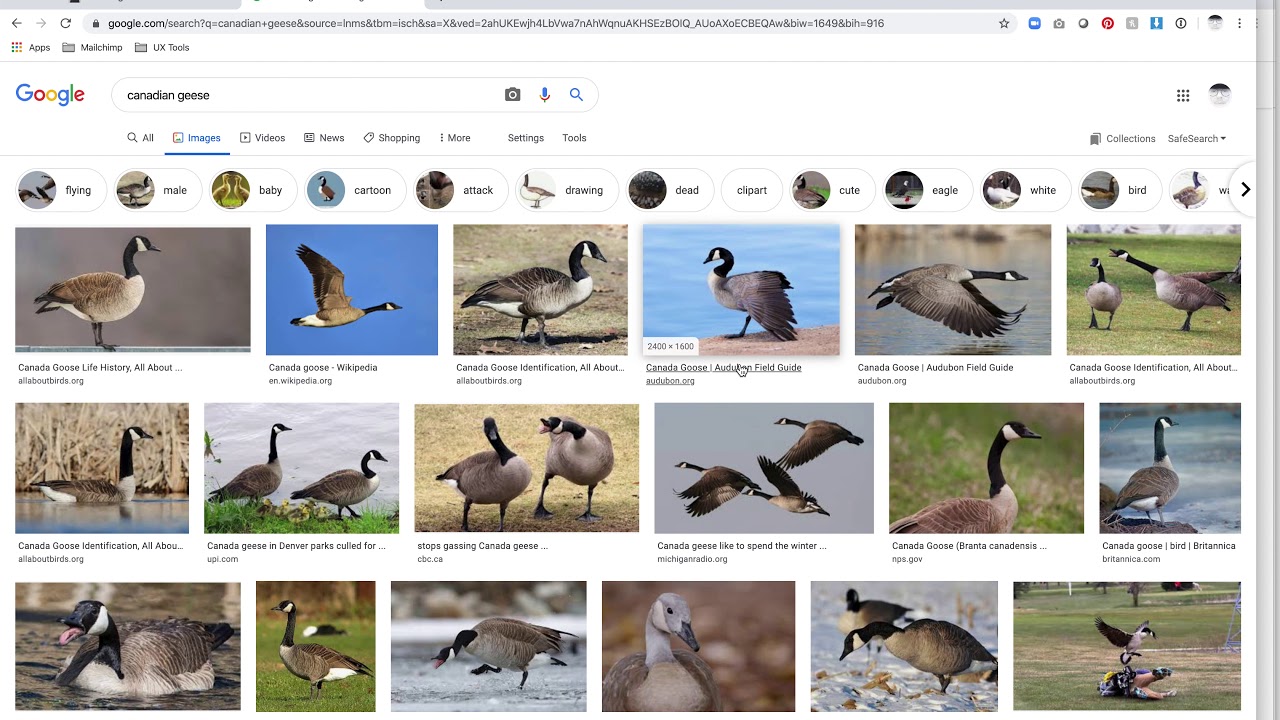 Canada Goose  Audubon Field Guide