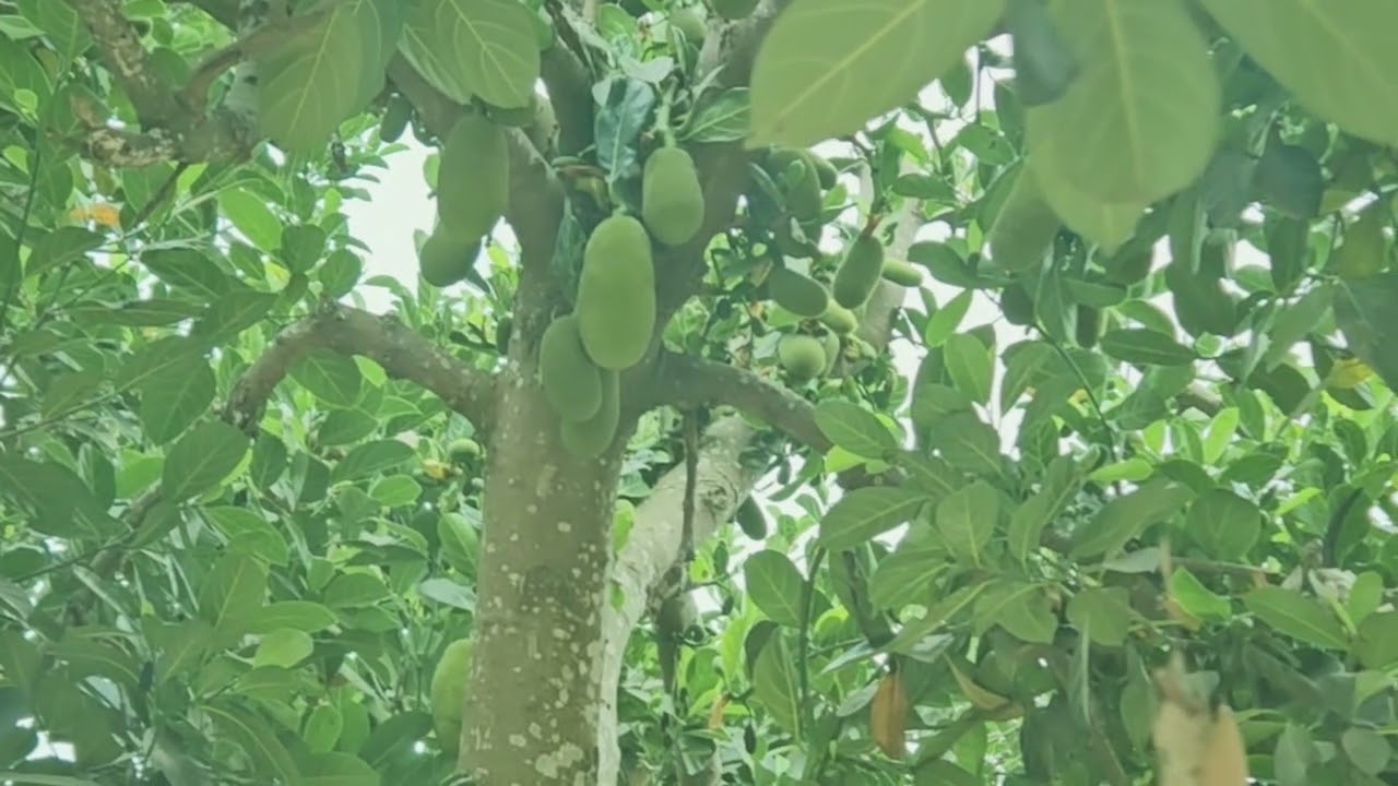 neej tsi zoo vim yua luag qub poj niam/ntu2/2/24/2026