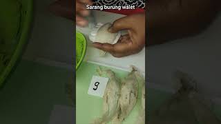 membersihkan sarang burungwalet#birds #trending#petaniwalet #seluruhdunia