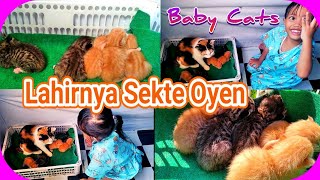 Lahirnya Kucing Sekte Oyen di Cat Room Kita  !!