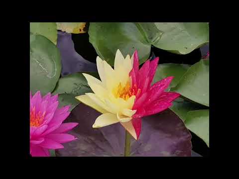 Видео: Малко за водни лилии