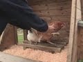 How To Make Chickens Go To Bed