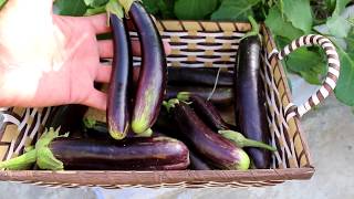 Long purple eggplant ki harvest | Happy Plants
