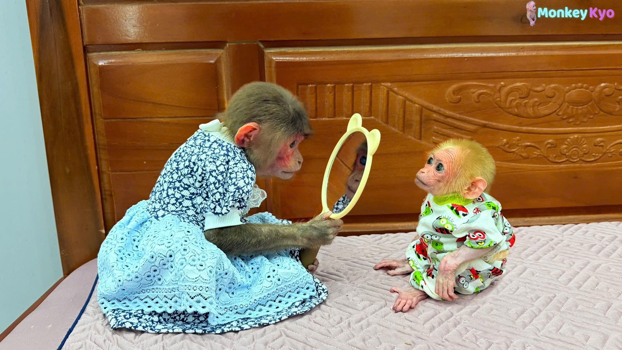 Monkey Kyo Did This… And BuNa Couldn’t Believe It!