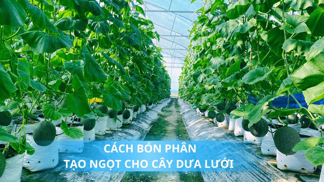 LOẠI PHÂN BÓN GIÚP DƯA LƯỚI TO VÀ NGỌT.
