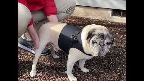 Owner Demonstrates How to Express A Dog