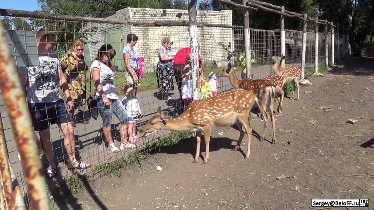 Работа старый оскол зоопарк. Зоопарк старый Оскол. Старооскольский зоопарк, Хутор Чумаки. Зоопарк старый Оскол аттракционы. Старооскольский зоопарк Раздобудько.