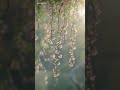 Spring Blossom ASMR 🌸 Relaxing Nature Loop & Ambient Sounds #shorts