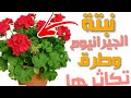 طريقه الاكثار من نبات  الجارونيا الالوان او نبات الخبيزه