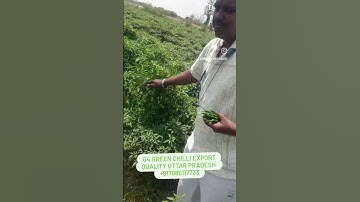 G4 GREEN CHILLI EXPORT QUALITY Uttar pradesh 7885117733