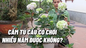 Hoa cẩm tú cầu có chơi được nhiều năm hay không?