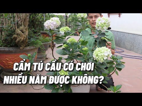 Video: Làm thế nào để bạn trồng cây cẩm quỳ toàn cầu?