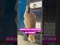 Meet My Barney – The Beautiful Moluccan Cockatoo Parrot : #Parrots #birds #pets #pet