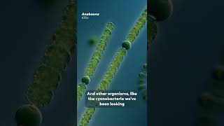 Nitrogen Fixing Microbes Have To Hide From Oxygen