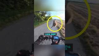 Biker meets the angriest rabbit on earth !