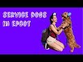 Service dogs on rides in EPCOT || Disney Vlog #3