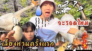 ภารกิจเลี้ยงห่านครั้งเเรกจะรอดไหม #ห่าน #สัตว์เลี้ยง #พี่บิวน้องหนู