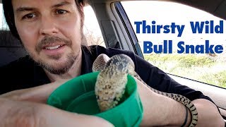 THIRSTY BULL SNAKE  Chugging water from hand