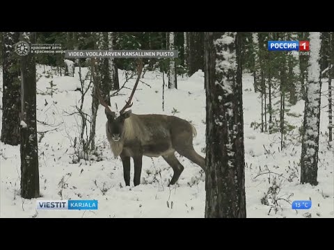 Video: Mitkä Kasvit Sisältyvät Venäjän Punaiseen Kirjaan