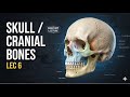 تشريح عام طب اسنان (SKULL/CRANIAL BONES Lec 6)