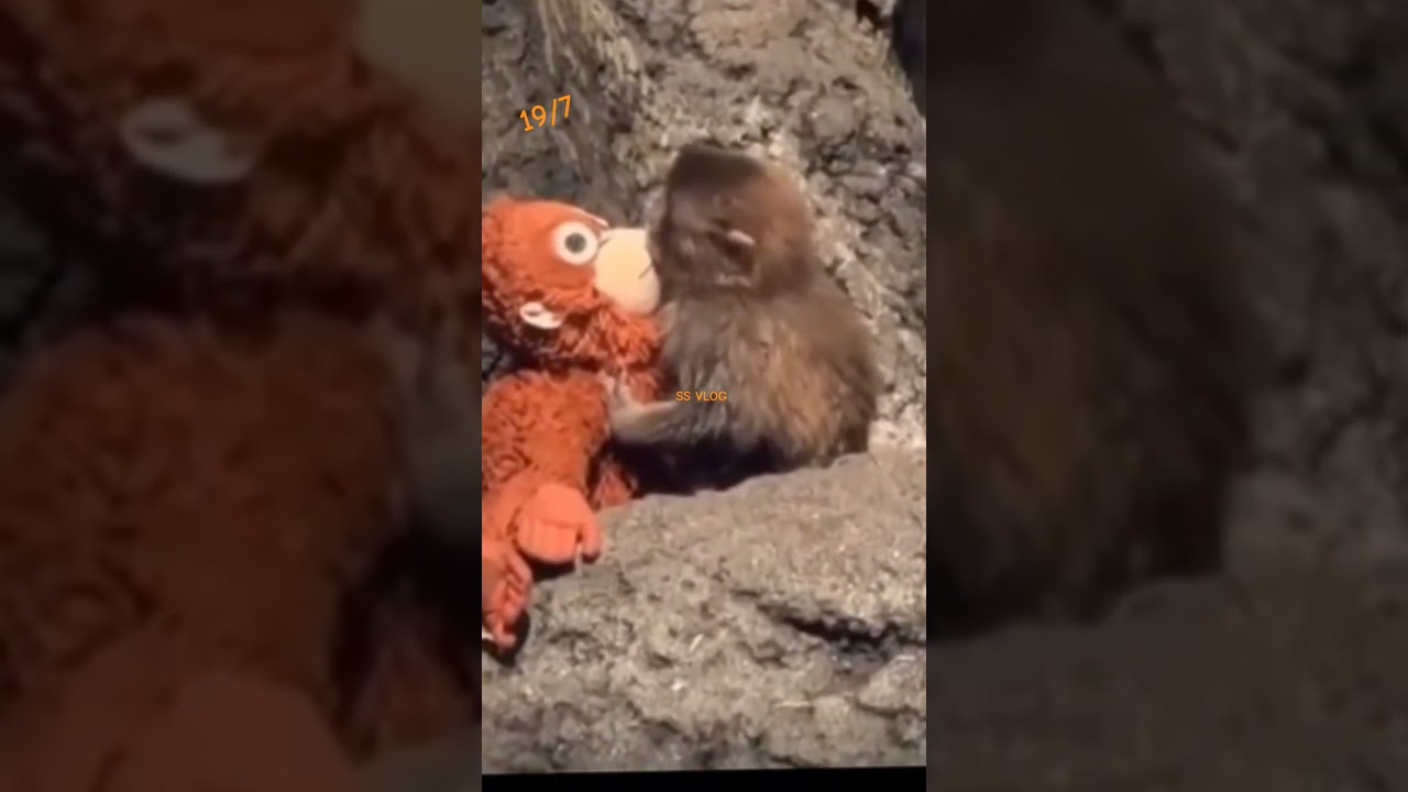 The moment 'Orange Mama' showed affection upon seeing