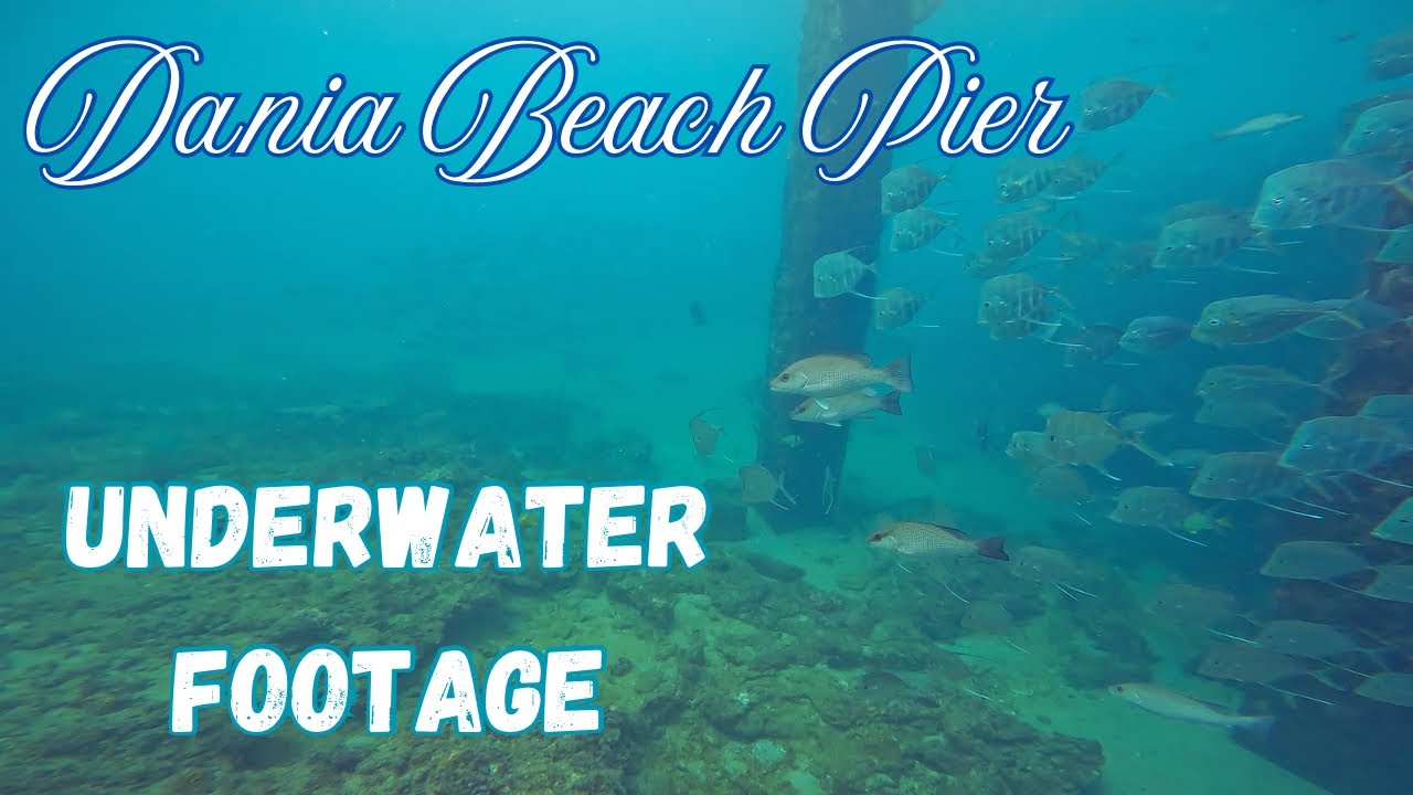 Dania Beach Pier underwater footage. 10 ft shark on a Carolina rig. 