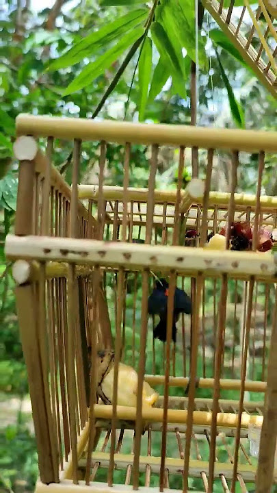 Mikat Burung Gelatik Batu Di Sawit #shortsvideo #shorts #gelatikgacor #gelatikbatugacor