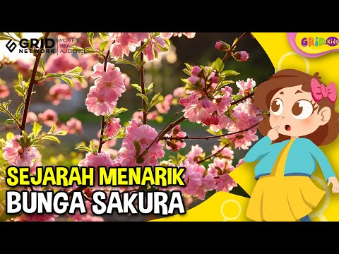 Video: Semua yang Perlu Diketahui Tentang Festival Bunga Sakura Jepang