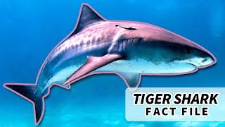 Tiger Shark Facts: a Trash Bin with Fins 🗑️🦈 | Animal Fact Files