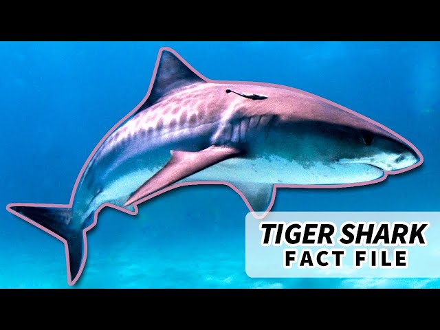 Tiger Shark Food Web