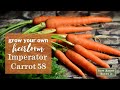 Sow right seeds  imperator 58 carrots