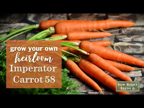 וִידֵאוֹ: What Are Imperator Carrots: Learn About Imperator Carrot Carrot