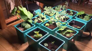 Growace Air Cube Active Oxygen Grow System Review And Install