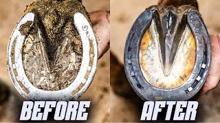 Satisfying Full Horse Hoof Restoration | 4K FARRIER ASMR