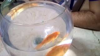 كيف تطيل عمر السمكة فى الحوض الدائرى وتربيتها بدون اى اجهزة بدون فلتر
