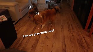 Shetland Sheepdog's play with laser pointer by Lovin' Mystery 208 views 1 month ago 5 minutes, 12 seconds