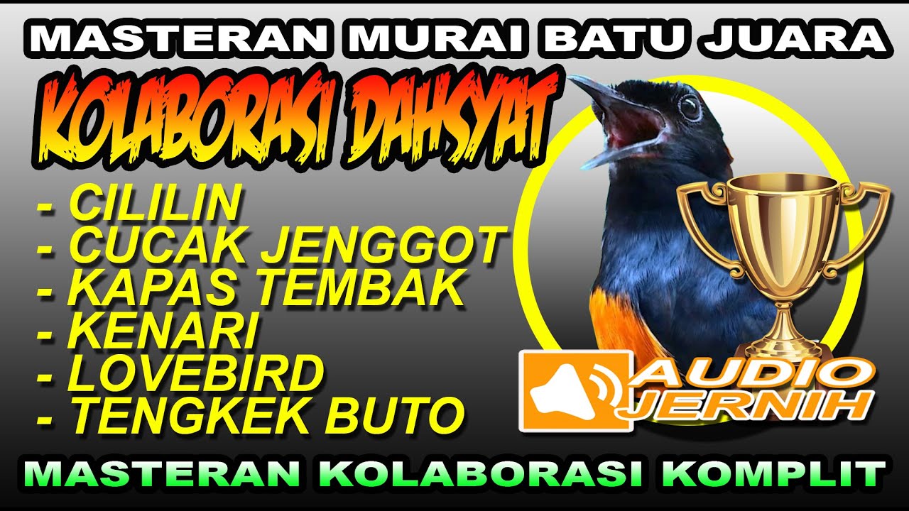 PAKET KOMPLIT KOLABORASI DAHSYAT |  MURAI BATU JUARA | siang dan malam | SHAMA BIRD