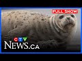 Reports Of Tourist Kicking Seal Pup CTV News Vancouver Island First At 430 July 14 2025 Reports Of Tourist Kicking Seal Pup CTV News Vancouver Island First At 430 July 14 2025