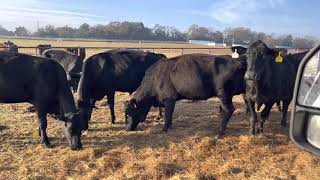 You g heavy breds Grunder 130 Blk Heavy Bred Cows Solid Mouth Older