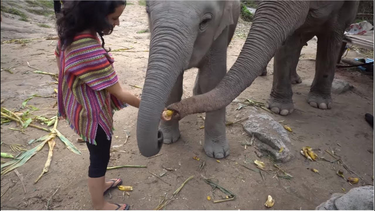things to do in nyc october 2019 Elephant Mud Bath in Thailand VLOG