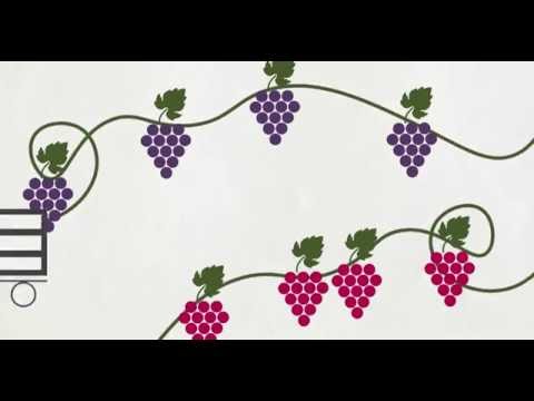 Red Wine Animation - Dan Murphys Discovery Guide