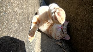 側溝の中で気持ち良さそうにお昼寝する茶トラ猫