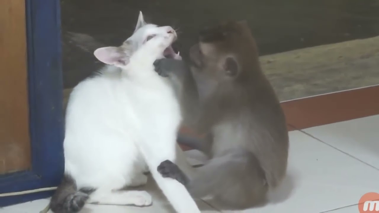 naughty monkey annoying cats