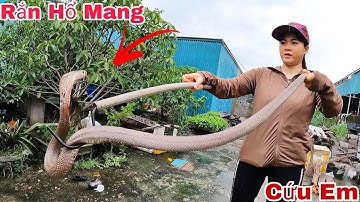 Cuộc Gọi Khẩn Cấp Của Cụ Bà 70 Tuổi Khi Thấy 2 Con Rắn Hổ Mang Bò Vào Trong Nhà